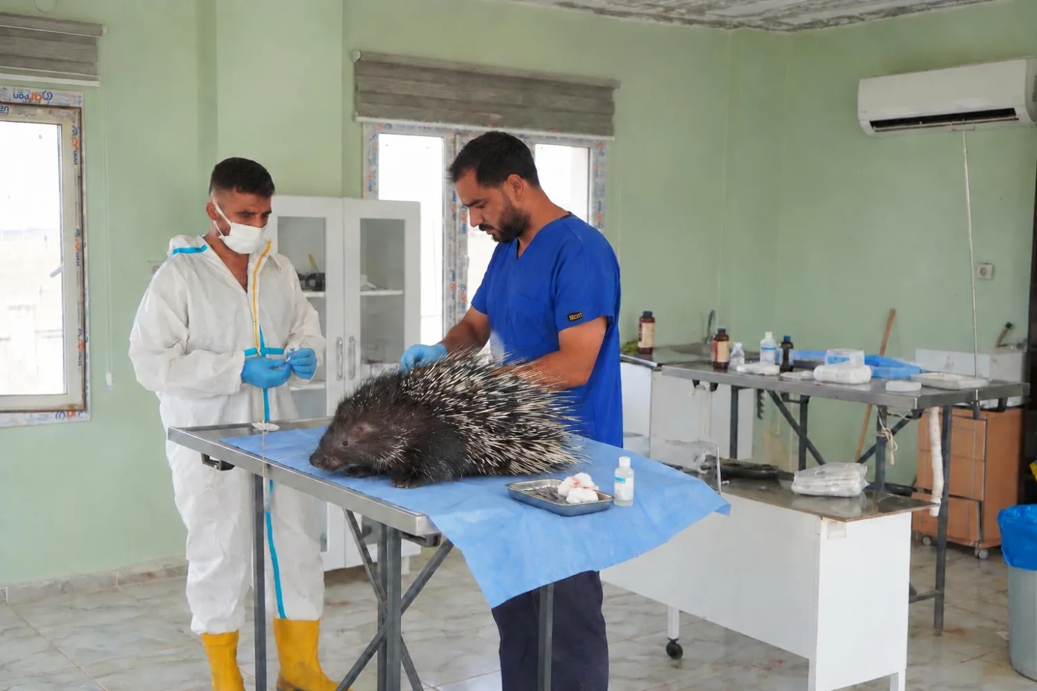 Yaralı bulunan oklu kirpi tedavi altına alındı