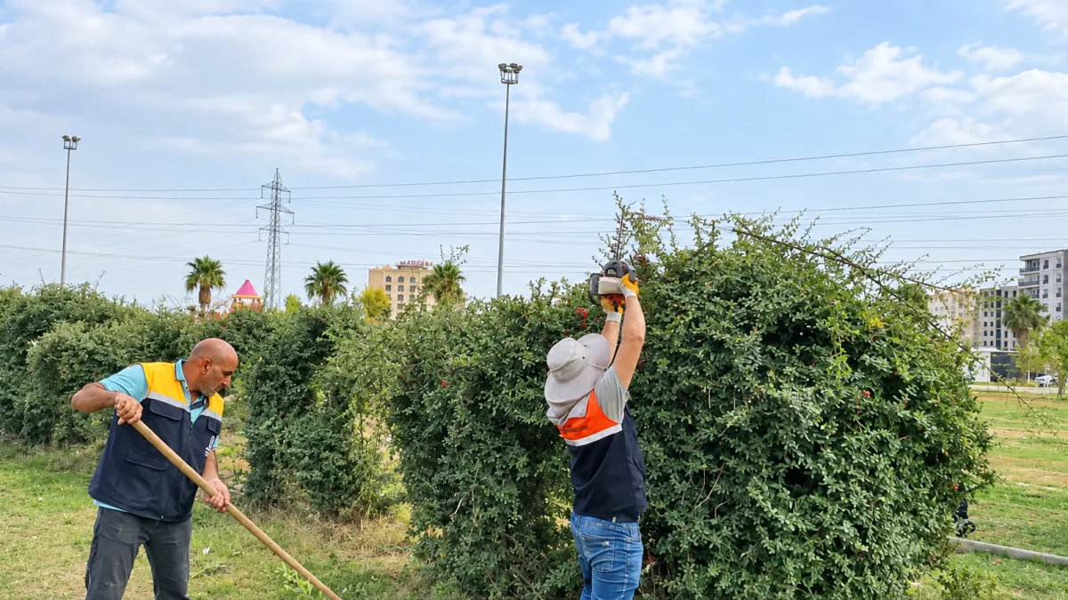 Kızıltepe’de ağaçlar güvenlik için budanıyor